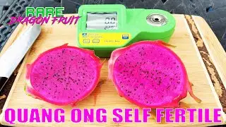 WHAT I KNOW ABOUT QUANG ONG SELF FERTILE DRAGON FRUIT / TASTE and REVIEW / AMERICAN BEAUTY