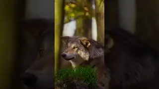 The pulse of nature #wolf #wildanimals #wildlife #predator #animals  #nature #shorts #wolfs