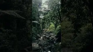 900kandi wayanad #wayanad #900kandi #forest #forestvideos #bangalore