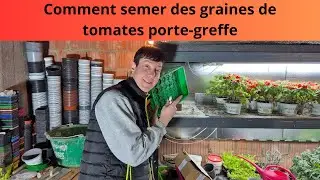Comment semer des graines de tomates porte greffe