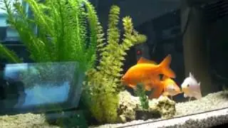 Mis peces: Buda, Nirvana y Nemax escuchando a musica de Bach