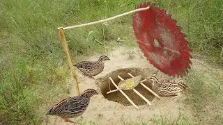 Amazing Simple Quail Bird Trap Make From Electric Cutter & Hole