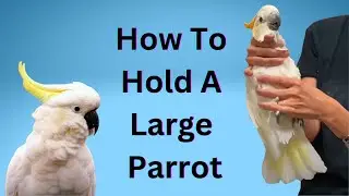How to Hold a Large Parrot for a Veterinary Exam