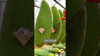 Doğal Karmin Boyası Nasıl Yapılıyor? Şaşırtıcı S&uuml;re&ccedil;! 🌵🔴