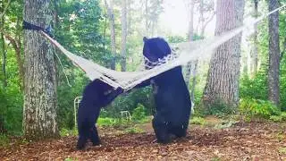HAMMOCK BEARS - Video 4
