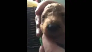 ADONAIpups Bio- Sensor or Super Dog 