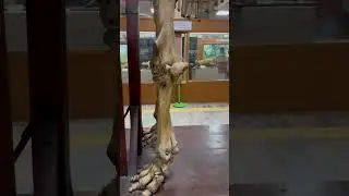 Elephant Skeleton at Chennai museum #elephant #bones #museum