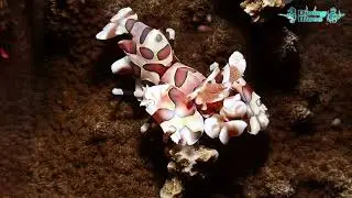 Harlequin Shrimp (Hymenocera picta) | Diving Blues | Scuba Diving Camotes Islands, Philippines