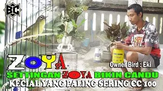TEBAR PESONA DISETIAP GANTANGAN||ZOYA PERNAH DITAWAR 80 JUTA|| TOP  VIRAL KICAU 2022||BROTHER’S CIAK