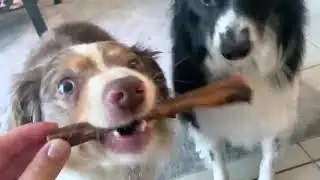 Gullet Sticks for Dogs, All Natural Single Ingredient Beef Jerky Chews, Can Help Joint Function