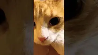 Моя игра , правила мои !!! 😎 #cat #games #shorts