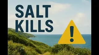 The Hidden Health Impact of Salt