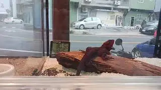 Untitled video
