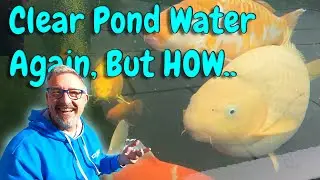 WHY Did My Koi Fish POND WATER SUDDENLY CLEAR Up?🤔😉