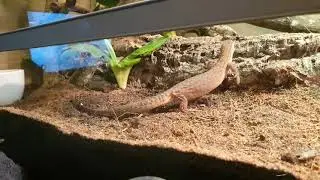 Funny Video prank lizard walks around doing nothing at all