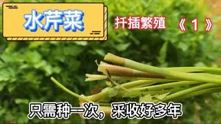水芹菜（野芹菜）的扦插繁殖！秋天和春天最旺盛的蔬菜！在多伦多可以从化雪吃到下雪的蔬菜！只需种一次可以吃好多年！