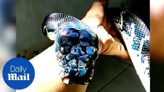 Holographic snake shows off its rainbow colored scales - Daily Mail