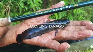 Finding Micro Snakehead - Micro Fishing Trip
