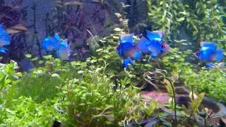 Ramirezi Blue Electric