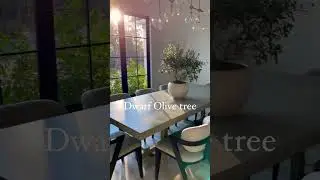 Indoor luxury #plants
