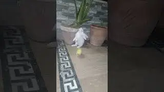 elovera eating #youtubeshorts #animal #pet #bunny #farming #rabbit #bunnyboy22