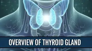 Overview of Thyroid Hormone | Regulation of Secretion of Thyroid Hormones | #biology #students | 