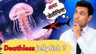 The Immortal jellyfish 🪼| Deathless jellyfish |