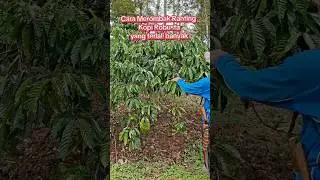 Cara merombak kopi robusta yang terlalu banyak ranting #kopirobusta #pruning #shorts