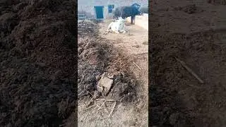 Female Donkey ki video 