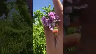 Does Citronella Bloom??