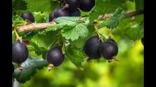josta rezidba - jostaberry pruning