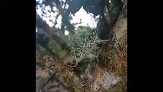This is No UFO or ALIEN, but they could look like this...