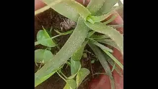 Aloe vera plant | Xerophyte | Long short day plants. #aloevera #benefits #xerophyte #nature #plants