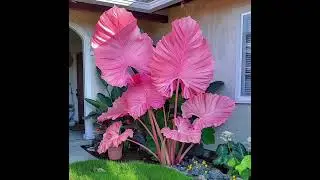 Beautiful Flowers 🌺💐