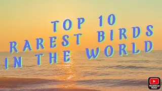Top 10 Rarest Birds In The World !!