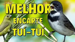 🔴MELHOR CANTO DE COLEIRO TUI TUI PARA ENCARTE 🔴🔴COM SOM DE FÊMEA LOUCO CHAMANDO🔴TURBINE SEU PARDO🔴