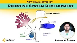Digestive System Development | Introduction