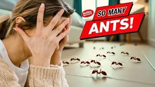 Ants in Our Butlins Apartment 🐜 | Honest Review & Room Tour Minehead