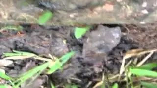 Belize - Plants and Animals