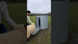 The Sheep Walked Into a Spiral Machine #shortsviral #farming #sheepfarming #pigfarmers #thesheep