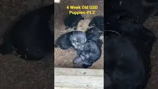Cute 🥰 GSD Puppies Battling at 4 weeks Old - Part 2