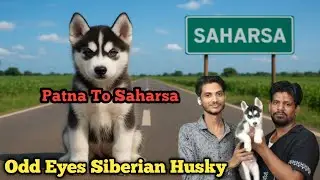 Odd Eyes Siberian Husky Puppy Going To Saharsa Bihar | Pet Shop Saharsa | Siberian Husky Puppy 