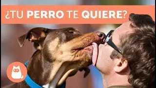 10 se&ntilde;ales de que TU PERRO TE AMA