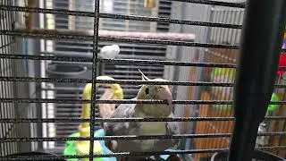 Female cockatiel mating call 