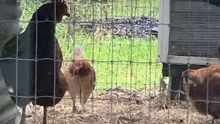 Chicken versus snake. 🐍 spoiler: Chicken wins. 🐓