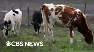 Why the new bird flu strain in cows is concerning