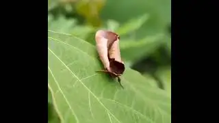 The fantastic dead leaf mimicry of the Uropyia meticulodina moth lets it hide in plain sight.