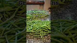 @Angy6314  #how #i #harvest #my #local  #family #small #farmers #vegetables