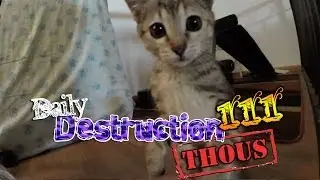 Daily Destruction Thous 111 - Rockerz, Putadas y Barbacoa Bizarra!