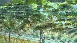 Mountain View Farms